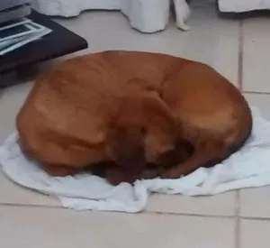 Cachorro raça SRD idade 5 anos nome Dexter