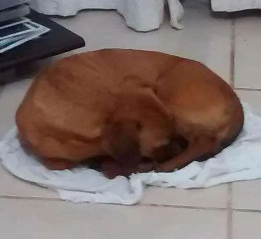 Cachorro ra a SRD idade 5 anos nome Dexter