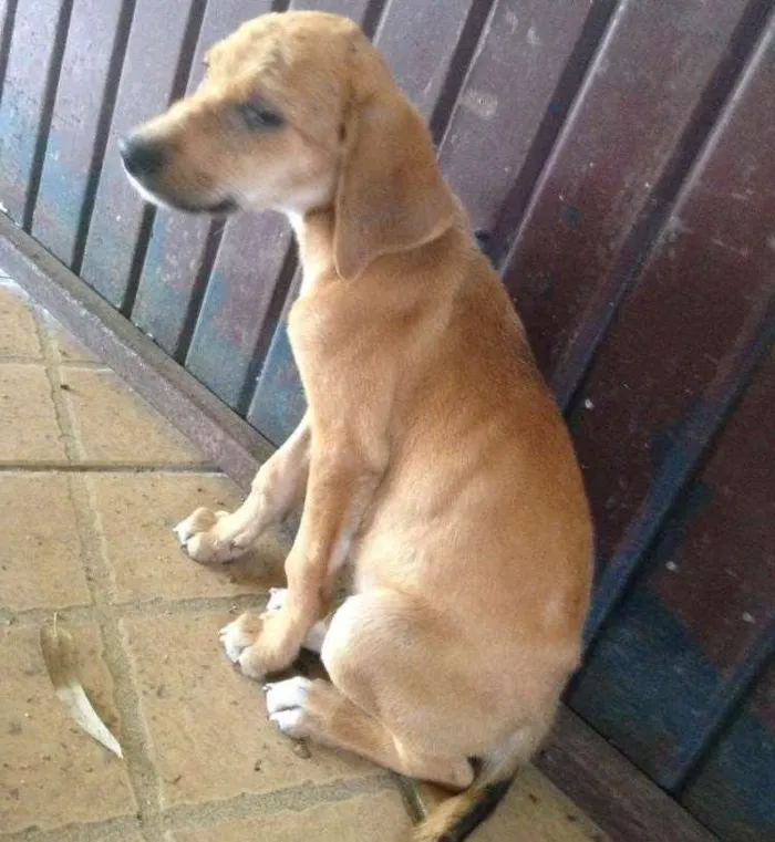 Cachorro ra a Vira lata idade 2 a 6 meses nome Mel 