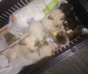 Gato raça Vira latas idade Abaixo de 2 meses nome Sem nomes