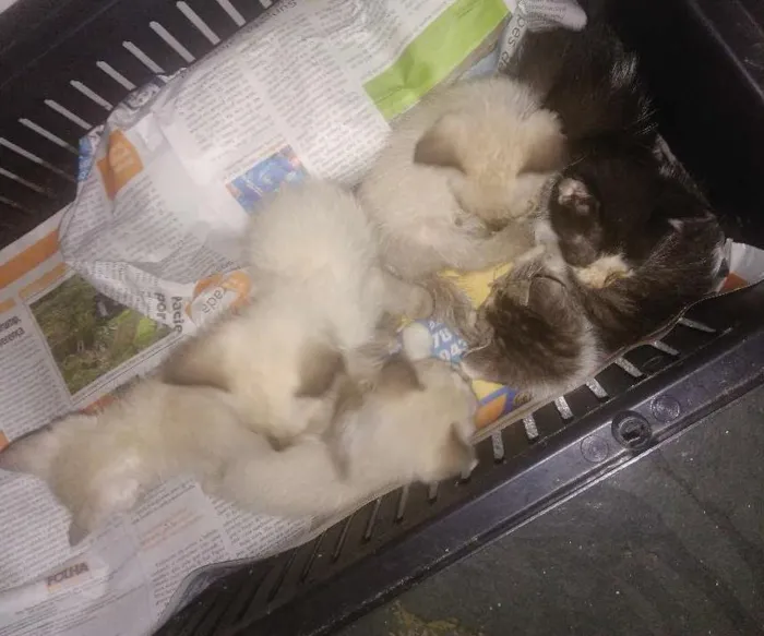 Gato ra a Vira latas idade Abaixo de 2 meses nome Sem nomes