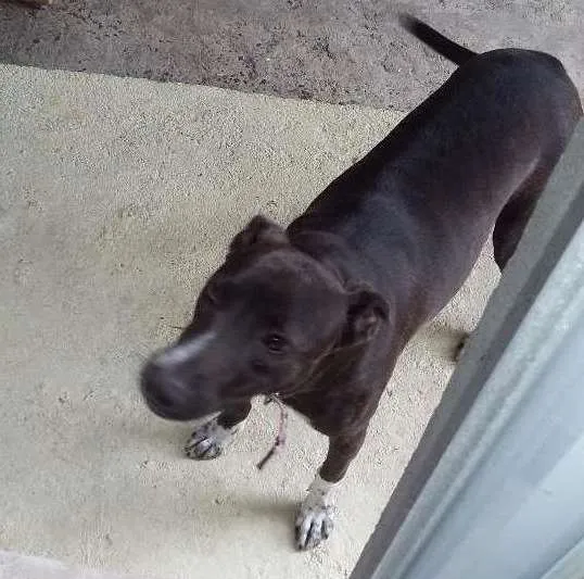 Cachorro ra a  idade 7 a 11 meses nome Pérola