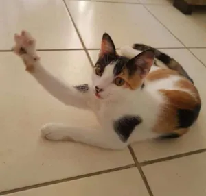 Gato raça Sem definição idade 2 a 6 meses nome Mel