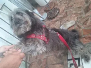 Cachorro raça sdr idade 1 ano nome luna