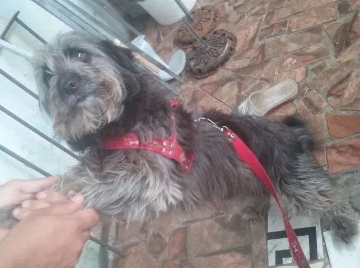 Cachorro ra a sdr idade 1 ano nome luna