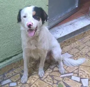 Cachorro raça vira lata idade 7 a 11 meses nome Lineu