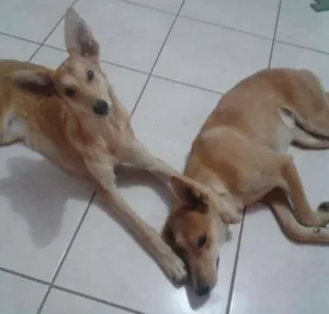 Cachorro raça Virã lata idade 2 anos nome Dori