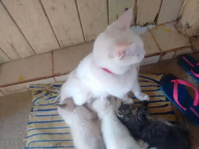 Gato ra a Misturada idade 2 a 6 meses nome Não tem nome ainda