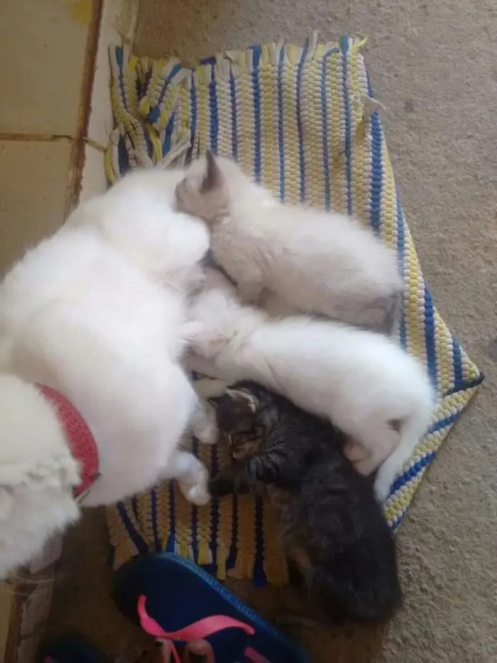 Gato ra a Misturada idade 2 a 6 meses nome Não tem nome ainda