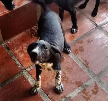 Cachorro ra a RND idade 2 a 6 meses nome Ninja,Globeleza,Pena