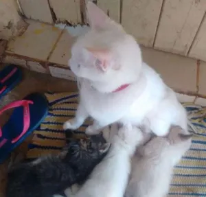 Gato raça Misturada idade 2 a 6 meses nome Não tem nome ainda