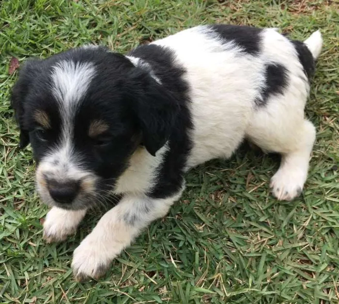 Cachorro ra a SRD idade Abaixo de 2 meses nome sem nome 