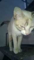 Luisa