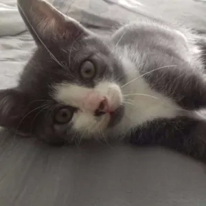 Gato raça Vira lata idade Abaixo de 2 meses nome Ainda sem nome