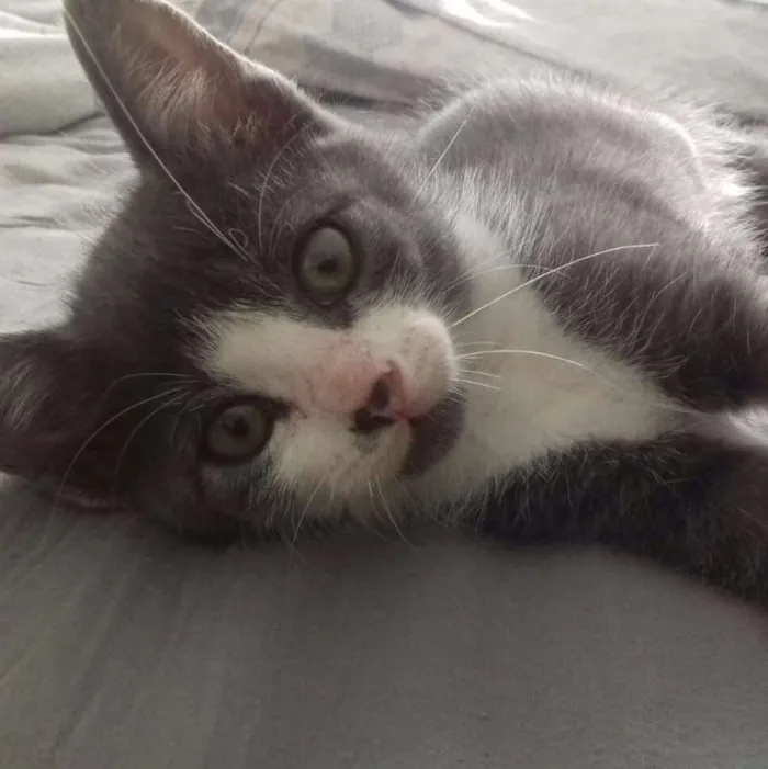 Gato ra a Vira lata idade Abaixo de 2 meses nome Ainda sem nome