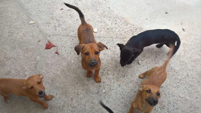 Cachorro ra a vira lata idade 2 a 6 meses nome ?