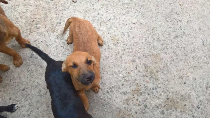 Cachorro ra a vira lata idade 2 a 6 meses nome ?
