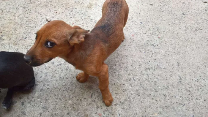 Cachorro ra a vira lata idade 2 a 6 meses nome ?