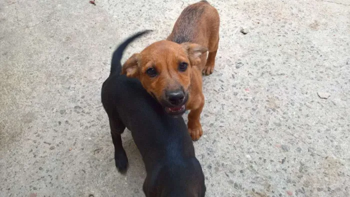 Cachorro ra a vira lata idade 2 a 6 meses nome ?