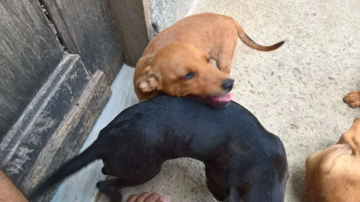 Cachorro ra a vira lata idade 2 a 6 meses nome ?