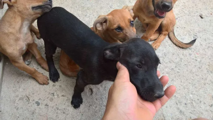 Cachorro ra a vira lata idade 2 a 6 meses nome ?