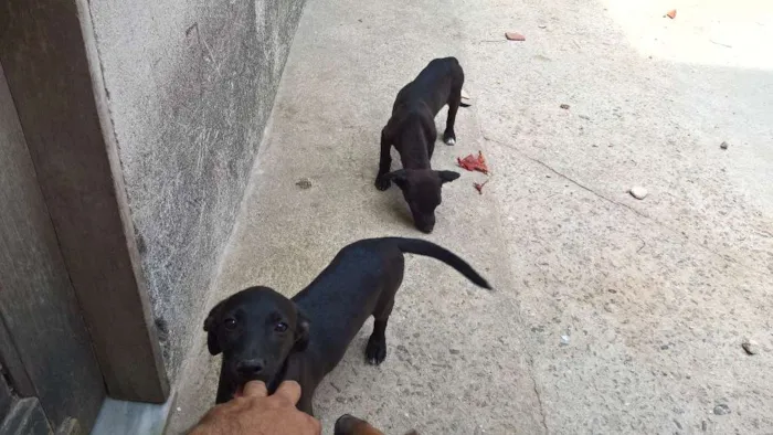 Cachorro ra a vira lata idade 2 a 6 meses nome ?