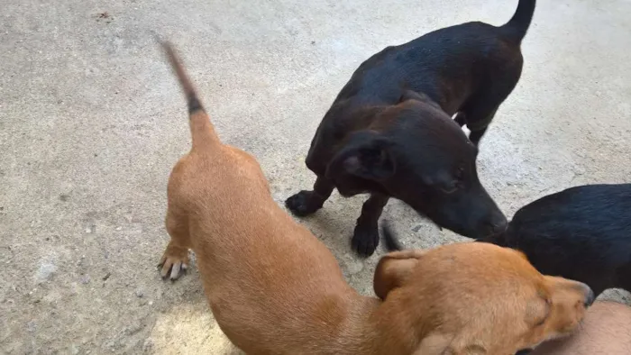 Cachorro ra a vira lata idade 2 a 6 meses nome ?