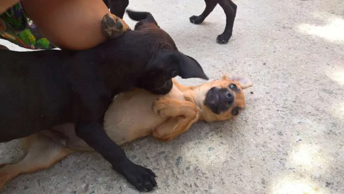 Cachorro ra a vira lata idade 2 a 6 meses nome ?