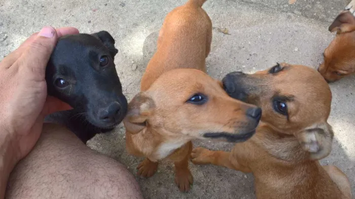 Cachorro ra a vira lata idade 2 a 6 meses nome ?