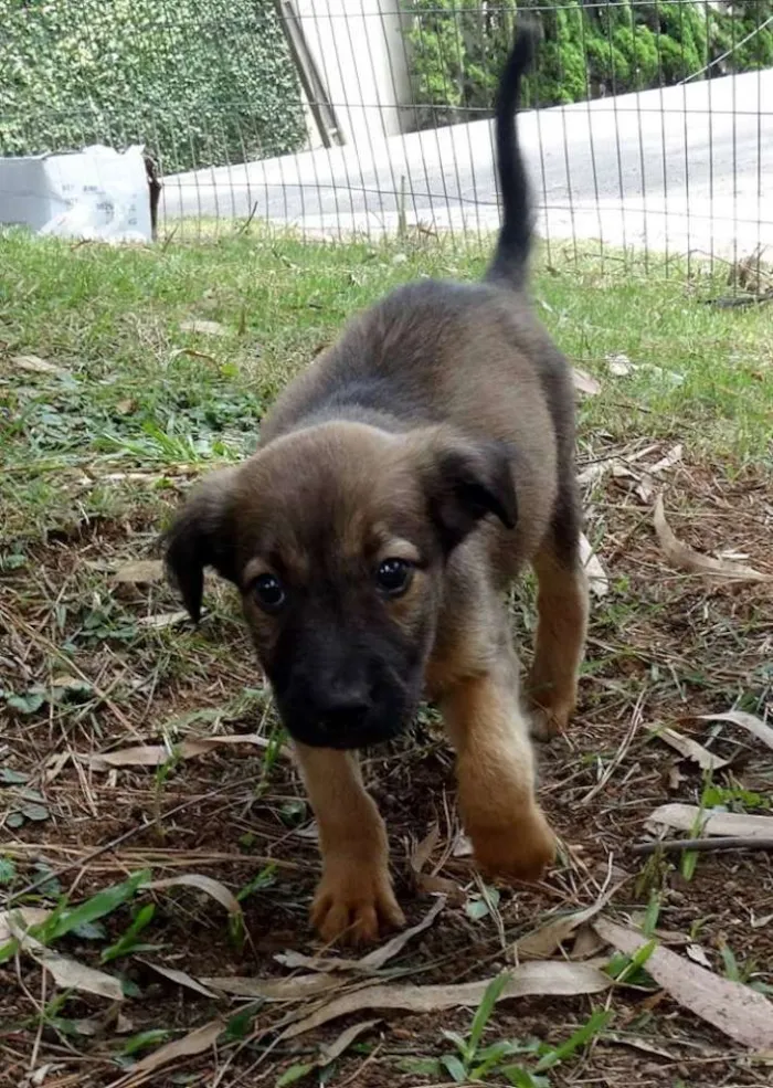Cachorro ra a Srd idade Abaixo de 2 meses nome Bambam