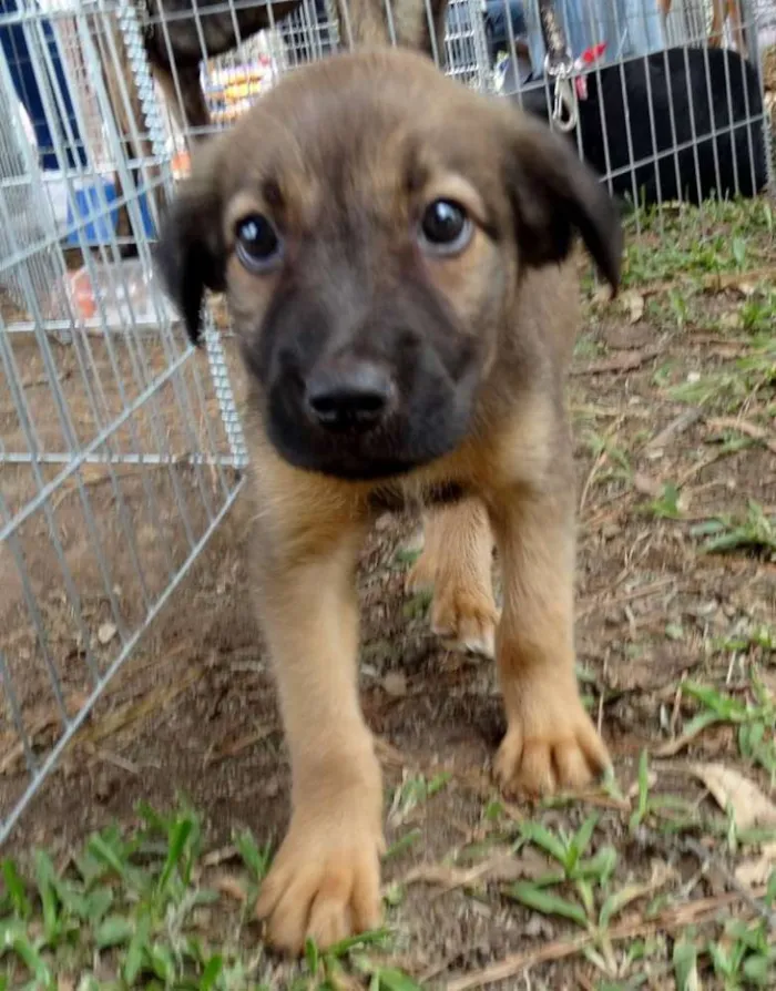Cachorro ra a Srd idade Abaixo de 2 meses nome Bambam