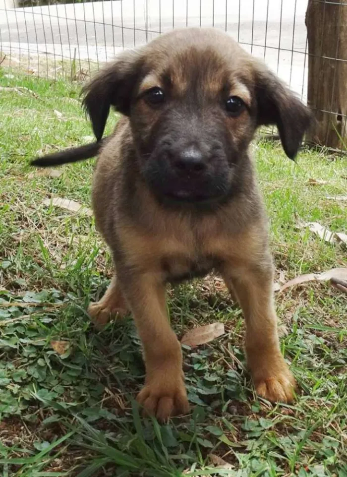 Cachorro ra a Srd idade Abaixo de 2 meses nome Bambam