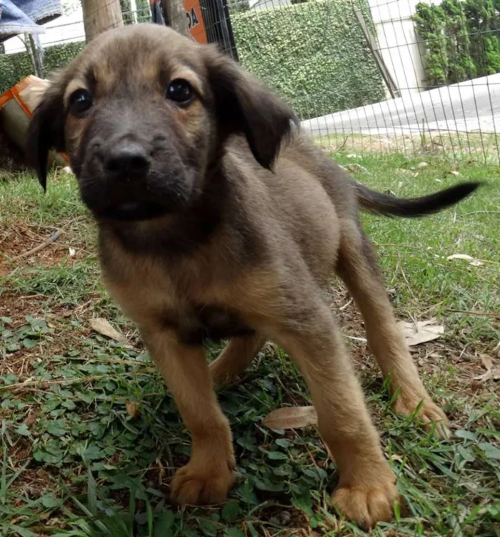 Cachorro ra a Srd idade Abaixo de 2 meses nome Bambam