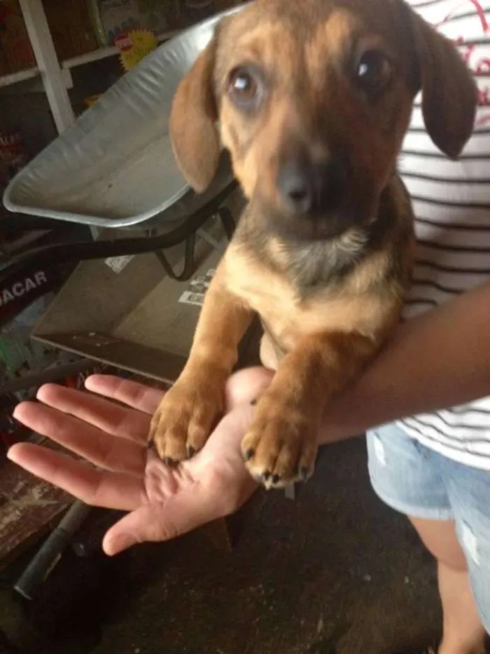 Cachorro ra a Srd idade 2 a 6 meses nome Sophie