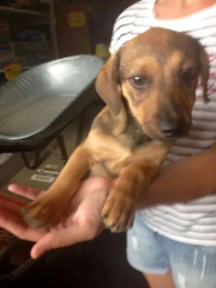 Cachorro ra a Srd idade 2 a 6 meses nome Sophie