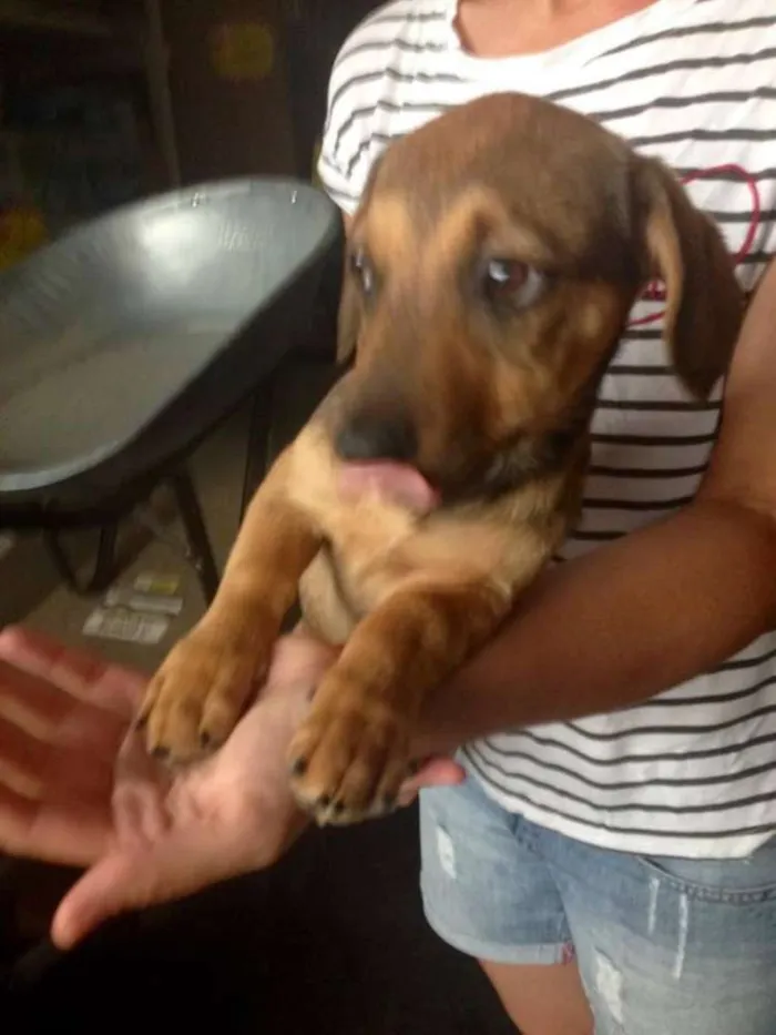 Cachorro ra a Srd idade 2 a 6 meses nome Sophie
