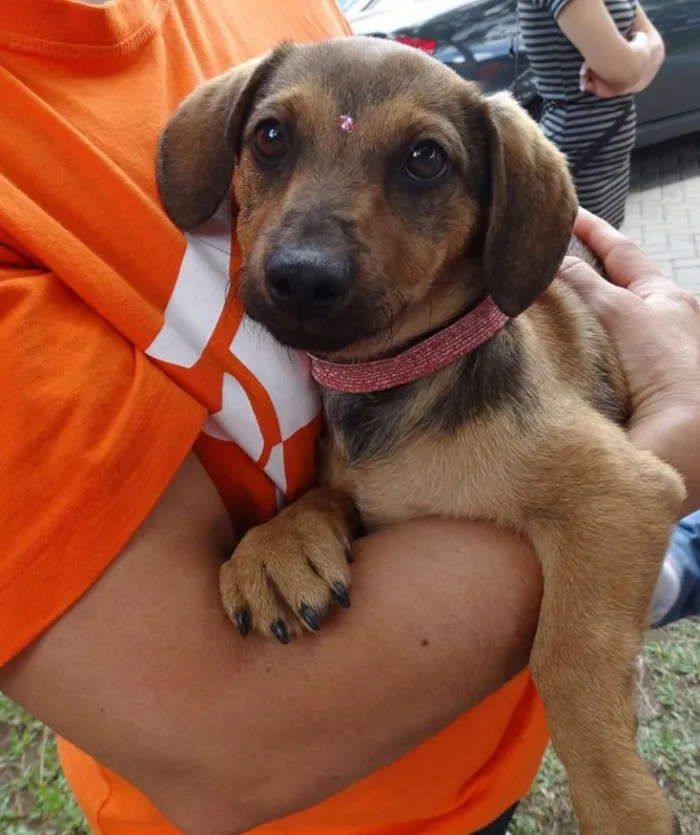 Cachorro ra a Srd idade 2 a 6 meses nome Sophie