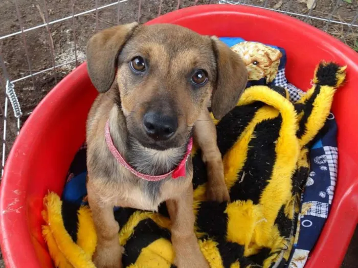 Cachorro ra a Srd idade 2 a 6 meses nome Sophie