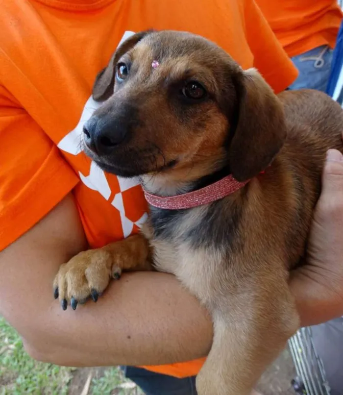 Cachorro ra a Srd idade 2 a 6 meses nome Sophie