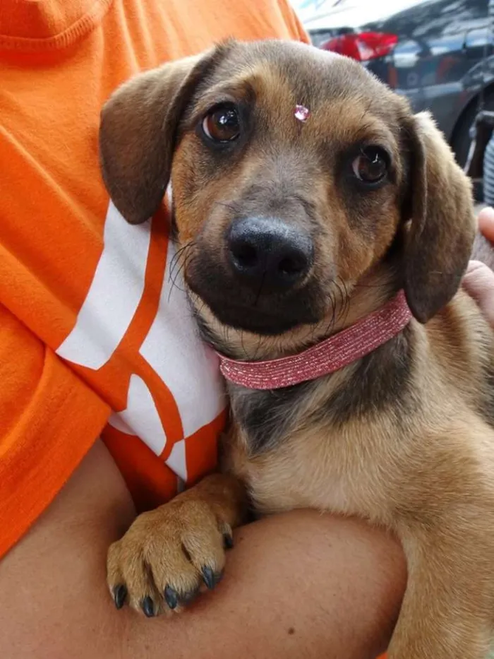 Cachorro ra a Srd idade 2 a 6 meses nome Sophie