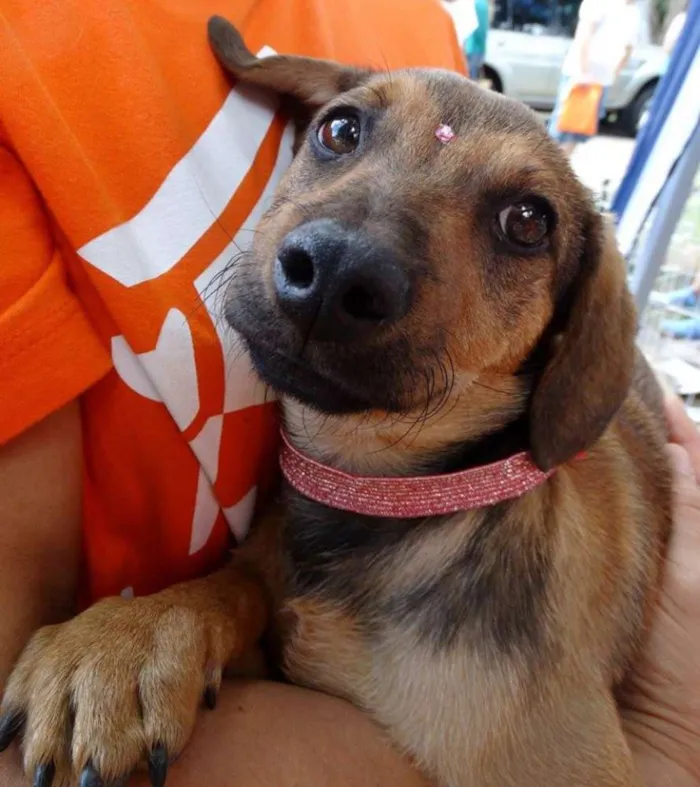 Cachorro ra a Srd idade 2 a 6 meses nome Sophie
