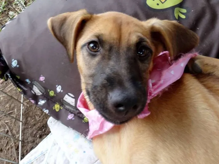 Cachorro ra a Srd idade 2 a 6 meses nome Charlotte