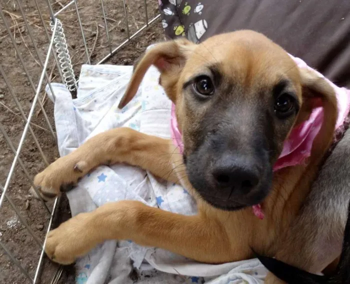 Cachorro ra a Srd idade 2 a 6 meses nome Charlotte