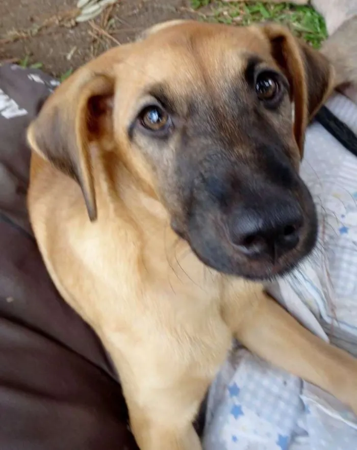 Cachorro ra a Srd idade 2 a 6 meses nome Charlotte