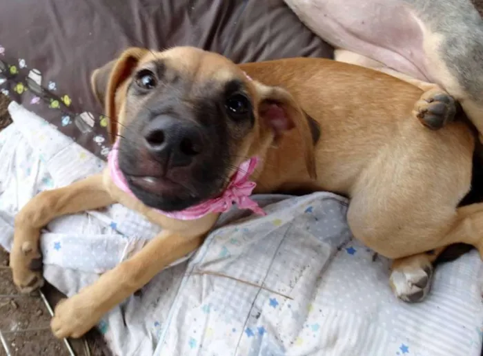 Cachorro ra a Srd idade 2 a 6 meses nome Charlotte