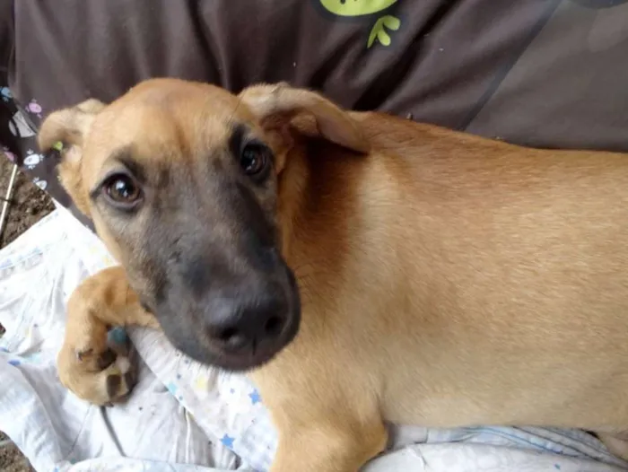 Cachorro ra a Srd idade 2 a 6 meses nome Charlotte