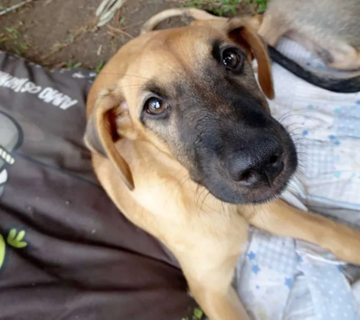 Cachorro ra a Srd idade 2 a 6 meses nome Charlotte