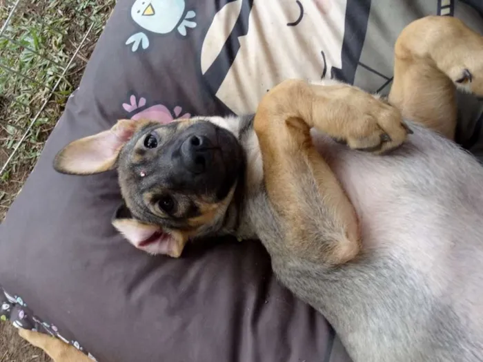 Cachorro ra a SRD idade 2 a 6 meses nome Suggar