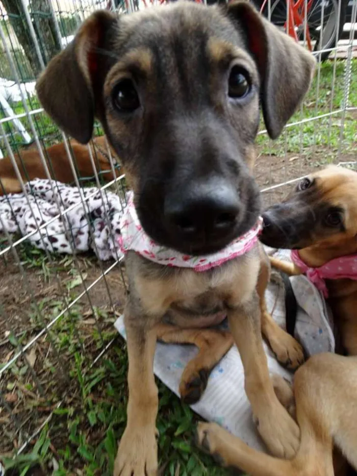 Cachorro ra a SRD idade 2 a 6 meses nome Suggar