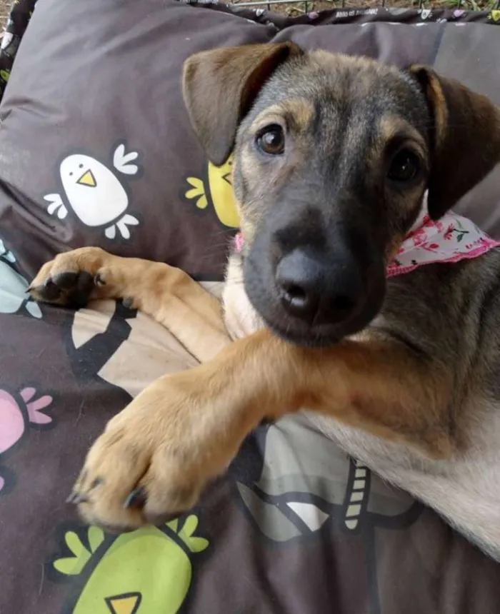Cachorro ra a SRD idade 2 a 6 meses nome Suggar